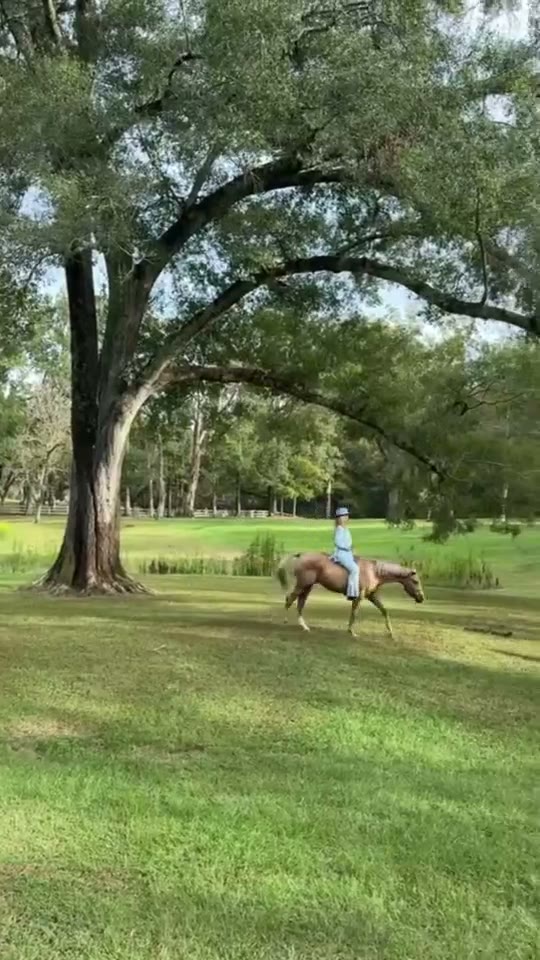 Million Dollar Cowboy world preview